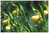 Yellow Lady's Slipper, Carole Harmon, 1981